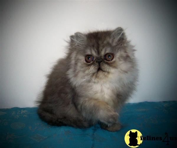 Persian Kitten for Sale CFA Registered Blue Smoke Male 4 Yrs and 2