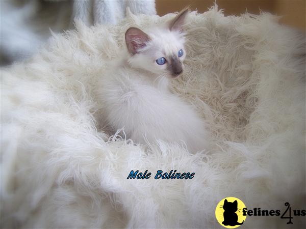 Beautiful Balinese kittens available at Kathys Country in Pa. 16222