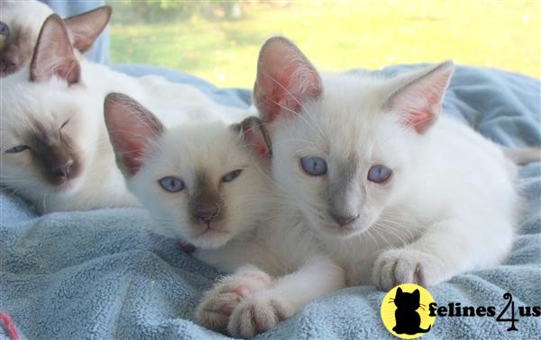Kittens for Sale in Pennsylvania
