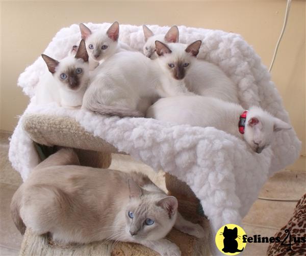 PA USA, Siamese Kittens