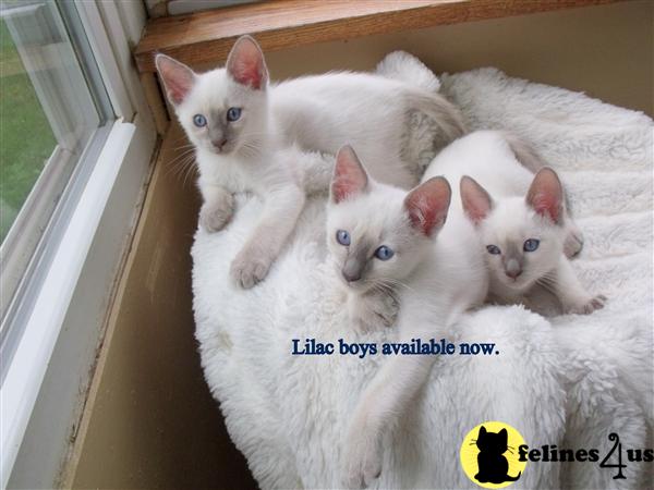 PA USA, Siamese Kittens