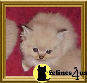 Kittens for Sale in Maryland