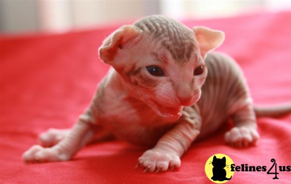 Hypoallergenic Cats