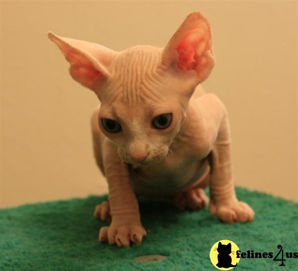 Hypoallergenic Cats