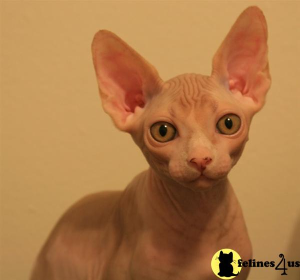 Hypoallergenic Cats