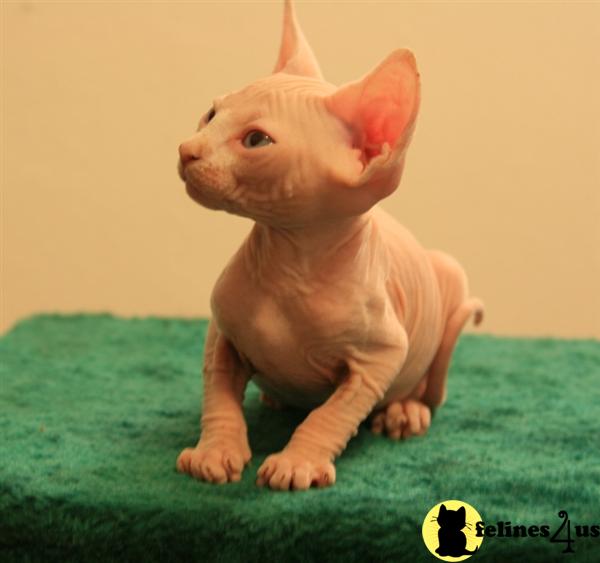 Hypoallergenic Cats