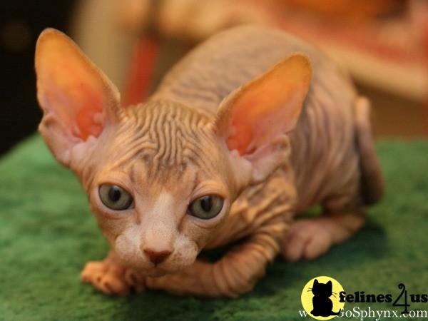 Kittens for Sale in New York