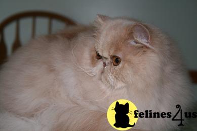Kittens for Sale in New Jersey
