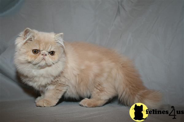 Kittens for Sale in New Jersey