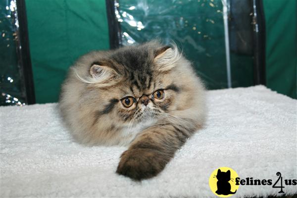 Kittens for Sale in New Jersey