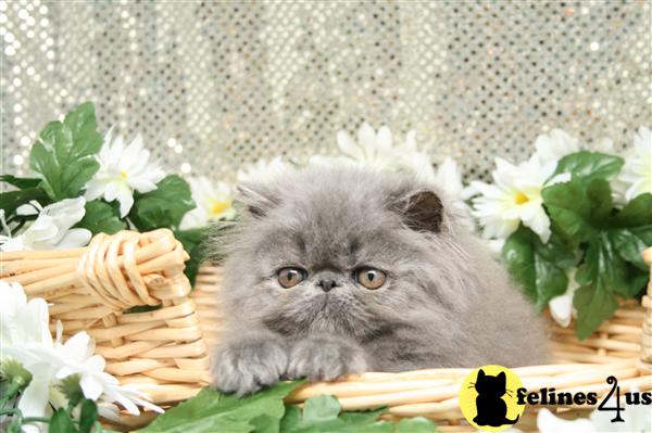 Kittens for Sale in New Jersey