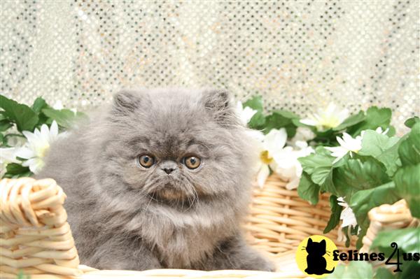 Cats for Sale