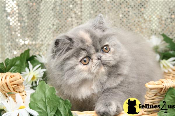 Kittens for Sale in New Jersey