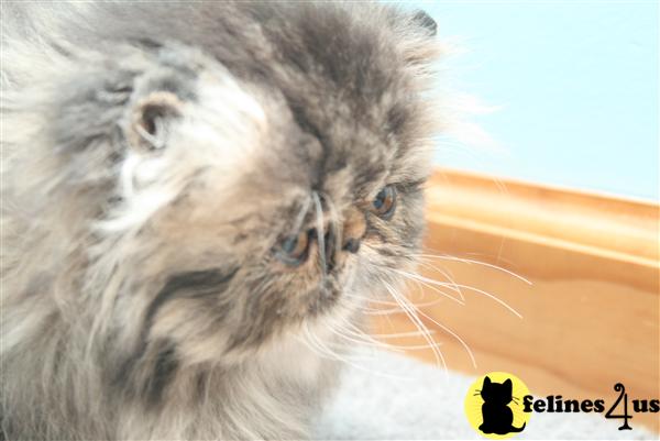 Kittens for Sale in New Jersey