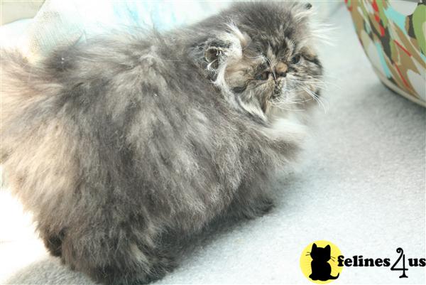 Kittens for Sale in New Jersey