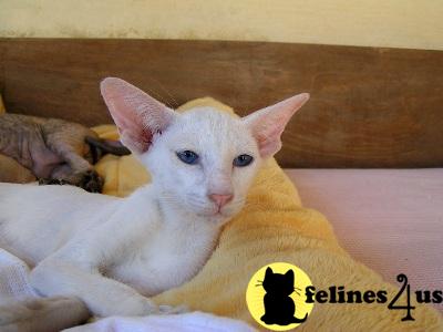 Typefull OSH and Siamese kittens