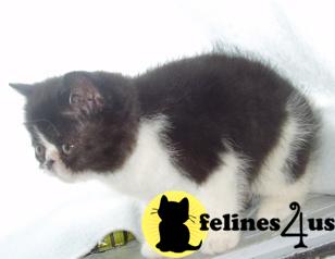 Kittens for Sale in New York