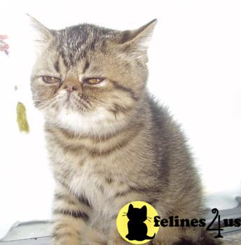 Kittens for Sale in New York