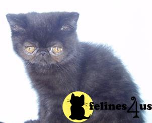 Kittens for Sale in New York