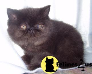 Kittens for Sale in New York