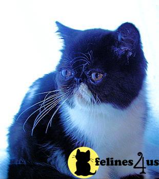 Kittens for Sale in New York