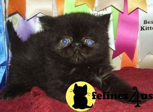 Kittens for Sale in New York