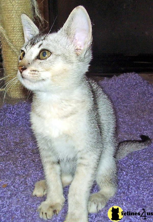 New litter looking for forever homes