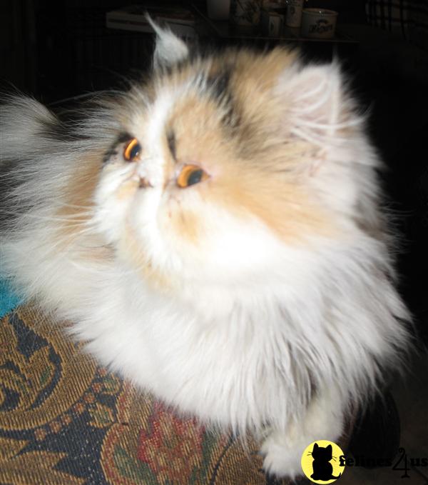Kittens for Sale in Texas