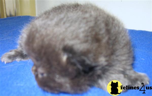 Kittens for Sale
