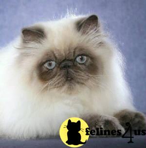 LAPEYROUSE HIMALAYANS  PERSIANS