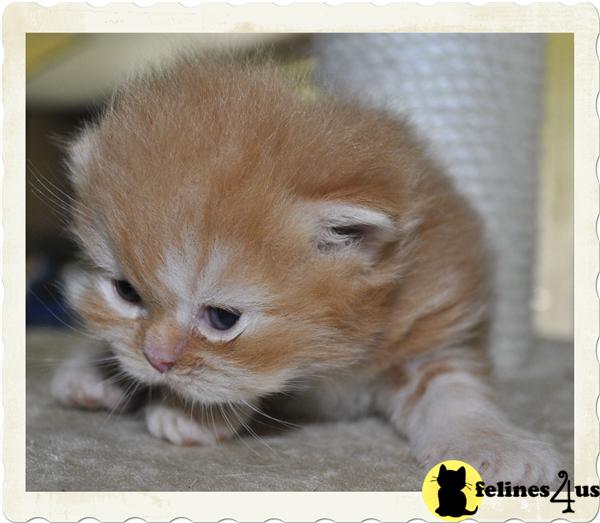 Persian Kittens in Texas
