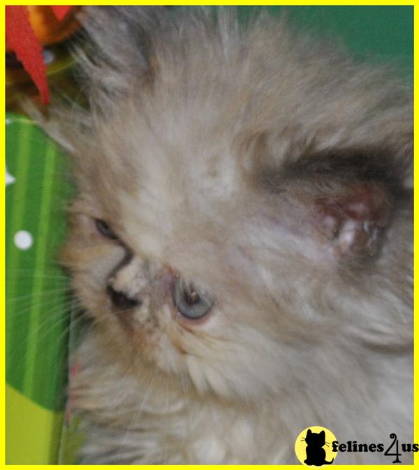 Kittens for Sale in Texas