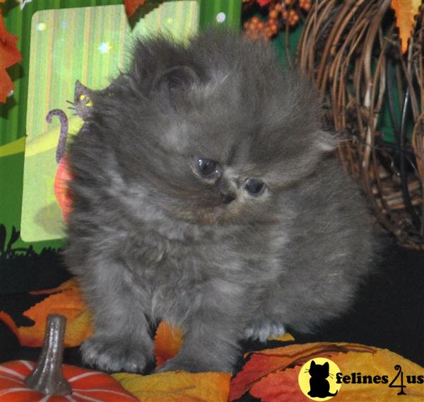 Kittens for Sale in Texas