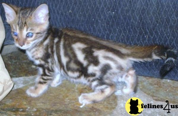 Bengal Kittens