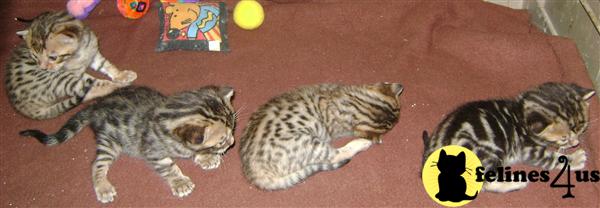 Bengal Kittens