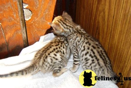 Bengal Kittens