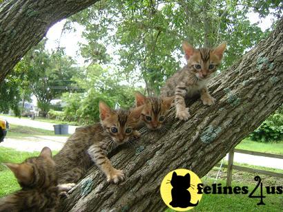Bengal Kittens