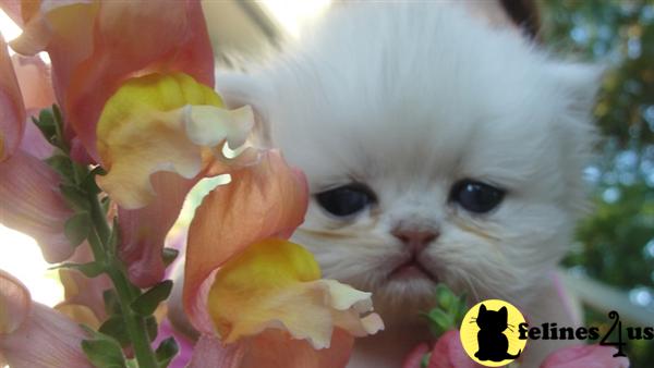 Kittens for Sale in North Carolina