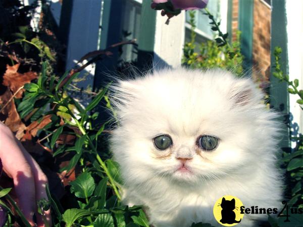 Kittens for Sale in North Carolina