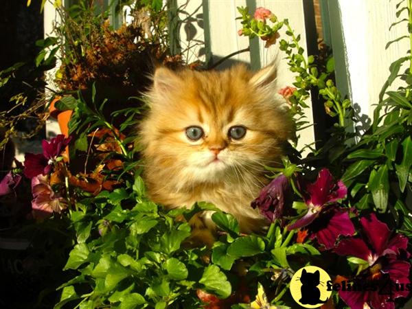 Kittens for Sale in North Carolina
