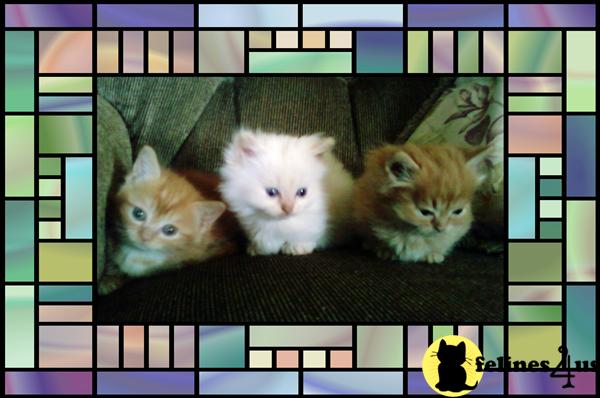 Munchkin Kittens