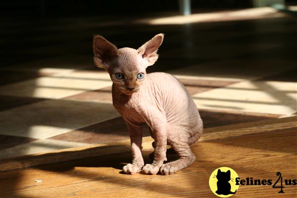 Kittens for Sale in Virginia