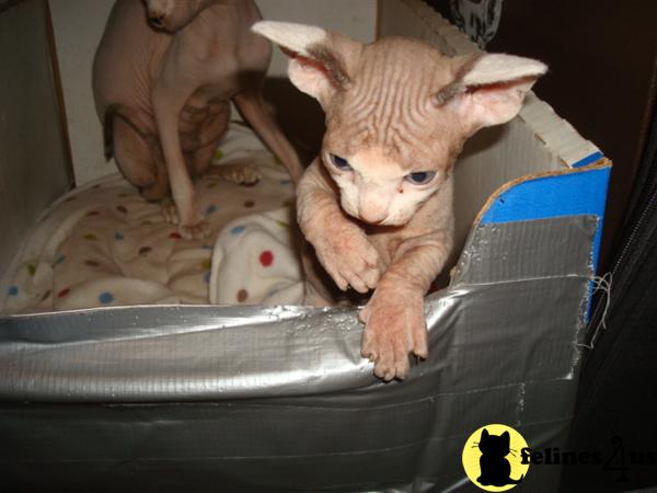 Kittens for Sale in Florida