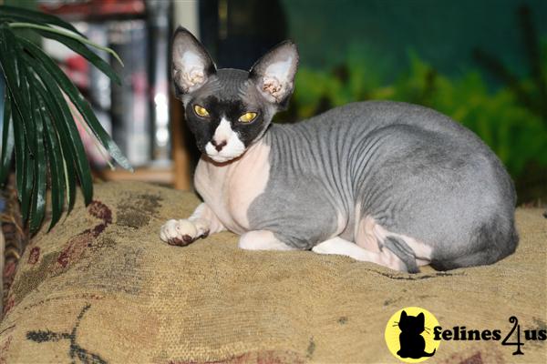 Sphynx Kittens