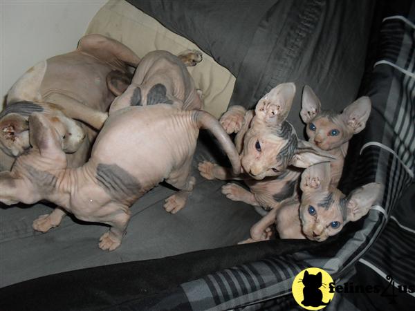 Sphynx Kittens