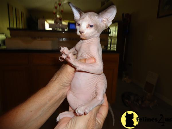 Sphynx Kittens in Florida