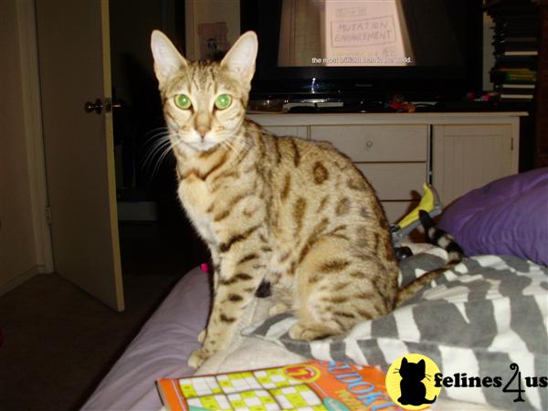 Kittens for Sale in California
