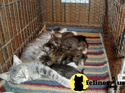 Kittens for Sale in Texas