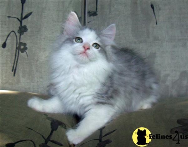 ACFA RAGAMUFFIN KITTENS - Vet Checked - Health Guarantee
