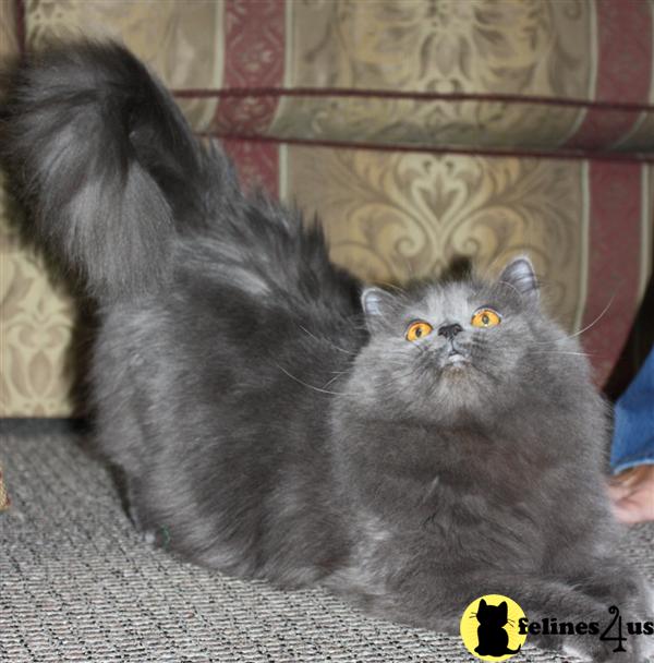 STUNNING PERSIAN - PERSONALITY PLUS - 3y old to good home